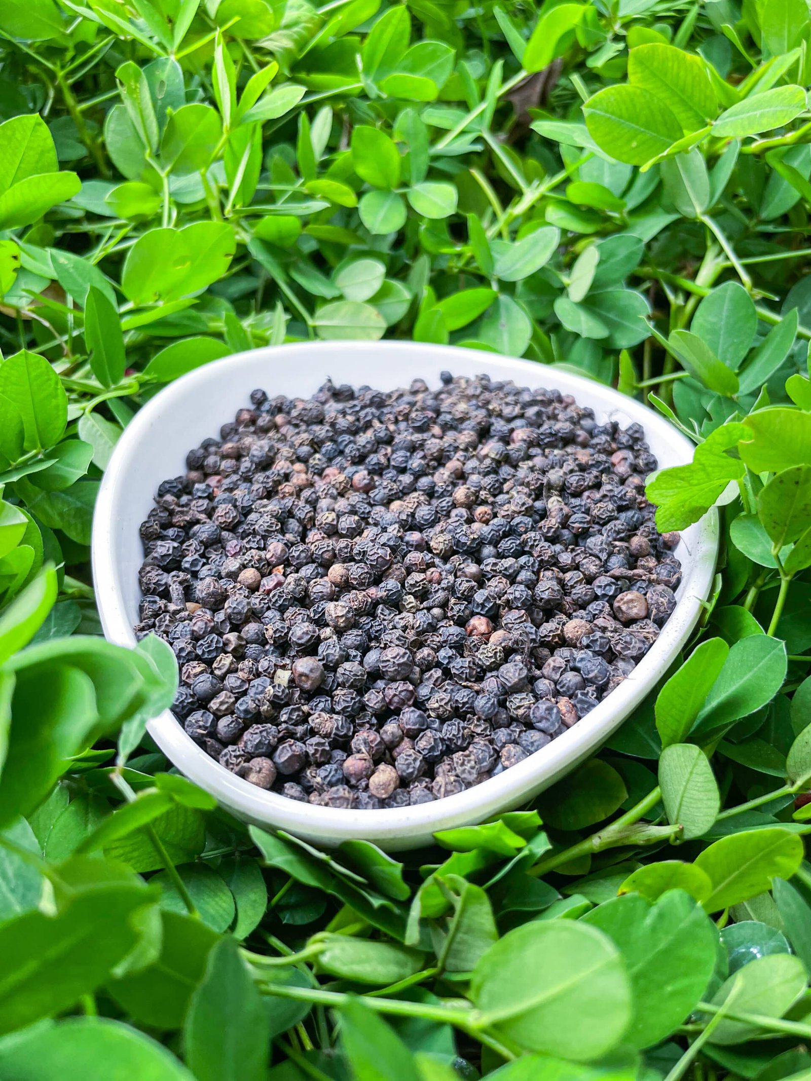 Premium Fresh Spices - Esla Spices